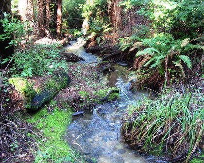 Scott Creek